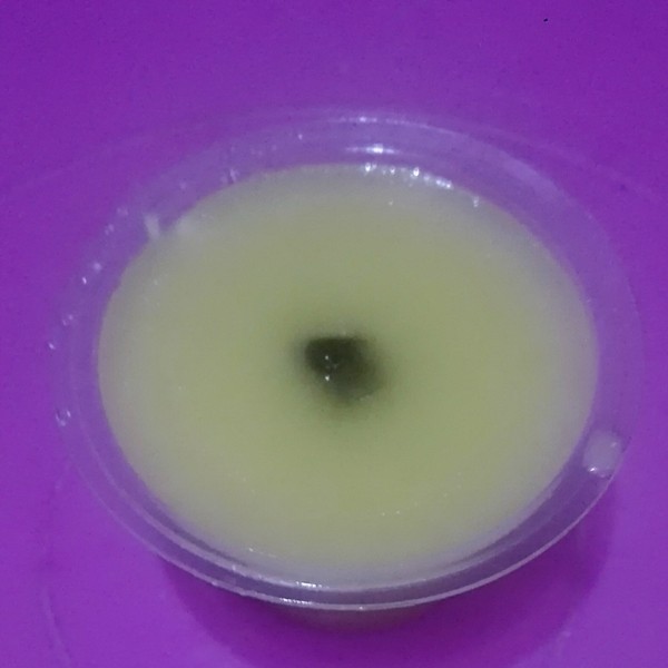 Pudding Jagung