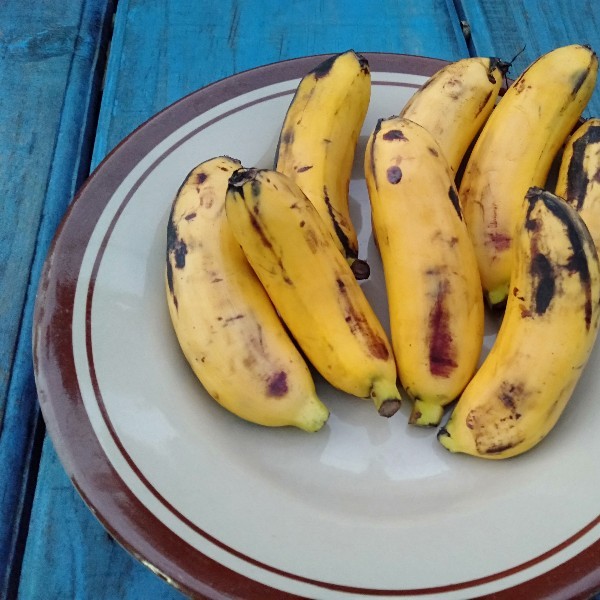 Buah pisang