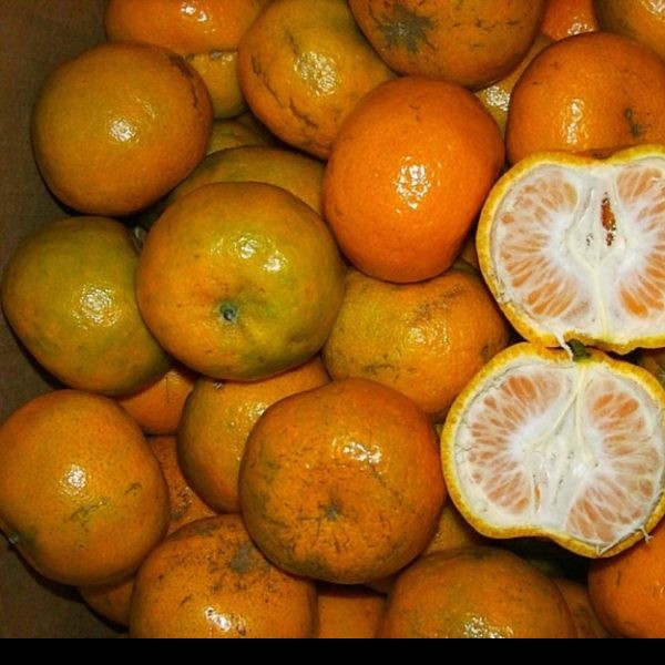 Buah Jeruk