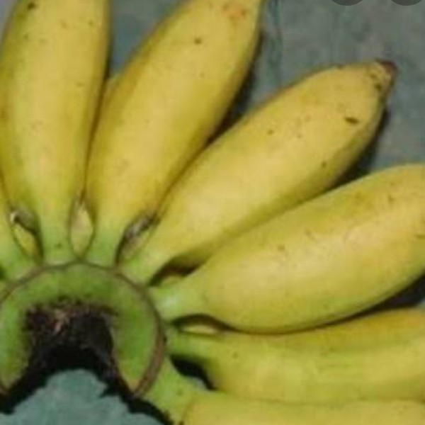 Buah pisang