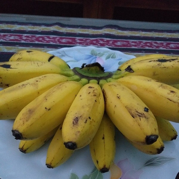 Pisang Emas