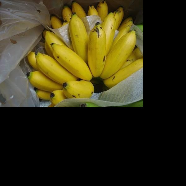 Pisang