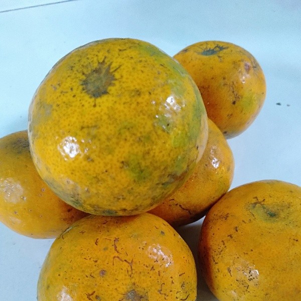 Buah jeruk