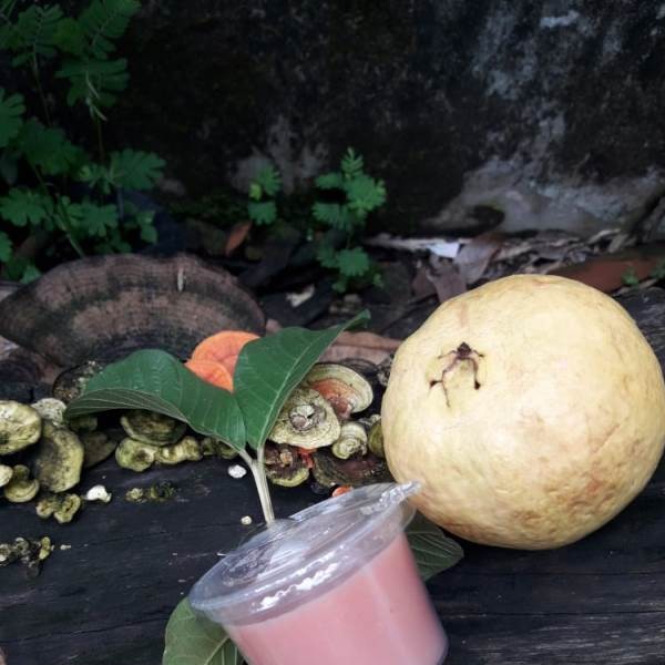 agar agar jambu