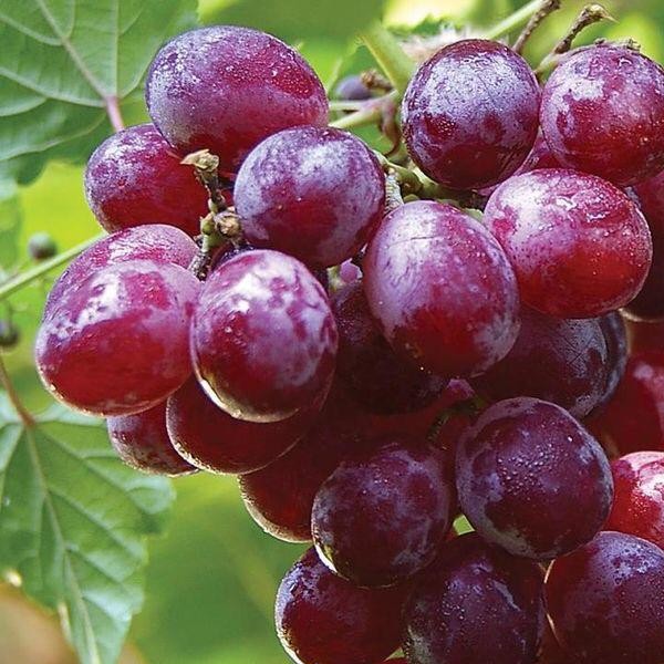 BUAH ANGGUR