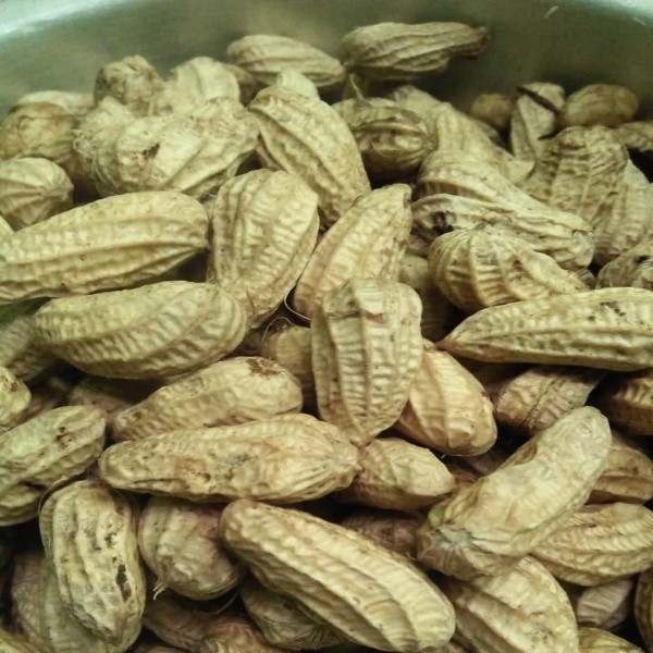 Kacang presto 