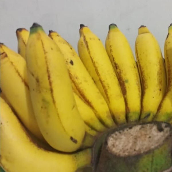 Pisang
