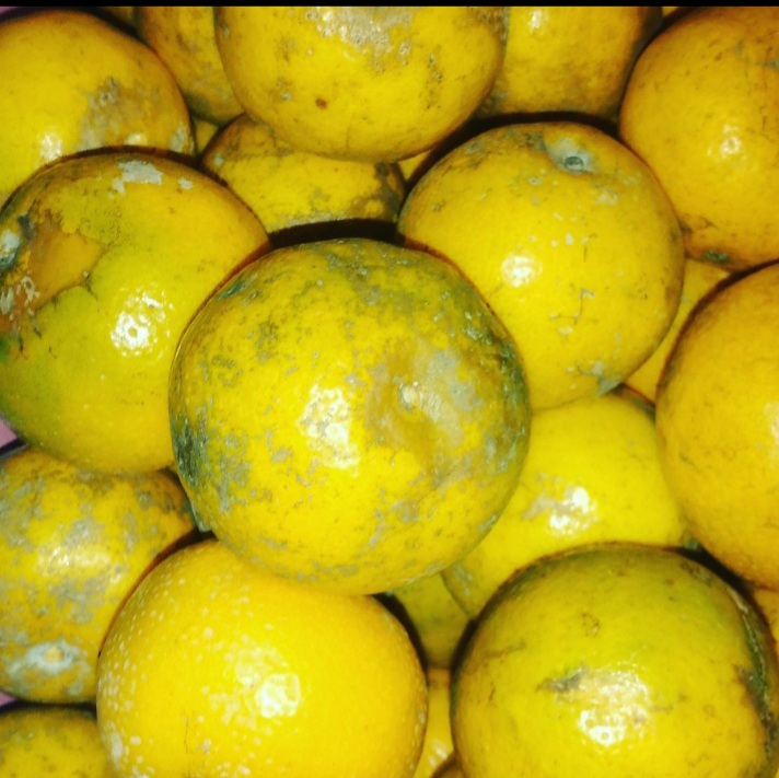 BUAH JEROK